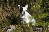 BOULEDOGUE FRANCAIS 1185